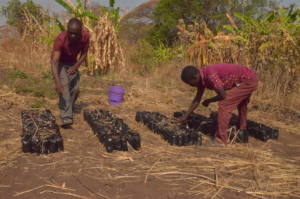 A nursery of indigenous fruit tree seedlings