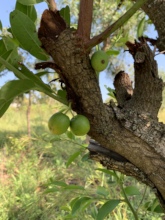 Spiny Ximenia americana tree with nutritious fruit