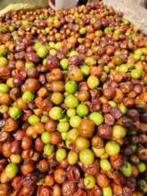 Masuka, fruit from the Uapaca kirkiana tree