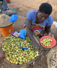 A young woman sells vitamin rich Ziziphus fruits