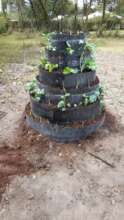 Newly planted vegetable cone garden