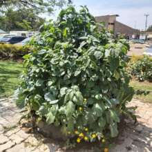 Fully grown vegetable cone garden