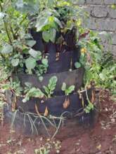 Nelly's cone garden