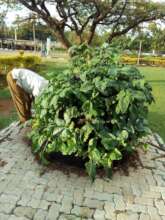 Old image of a mature vegetable cone garden by ACF