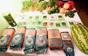 Seeds display during the workshop