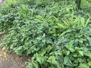 Food and fodder crop
