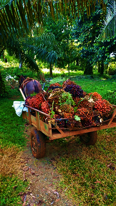 Protect endangered biodiversity & 100 farmer lives