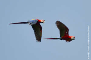 Scarlet macaw couple
