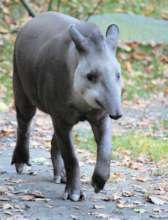 Baird's tapir