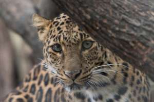 Critically endangered jaguar
