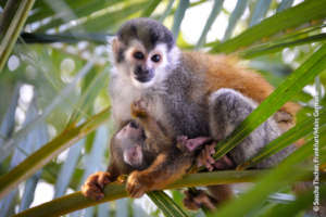 Central American squirrel monkey