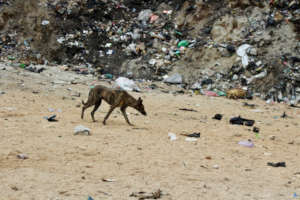 Life at the dump