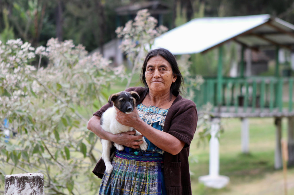 Brighter future for 275 dogs of Guatemalan dump