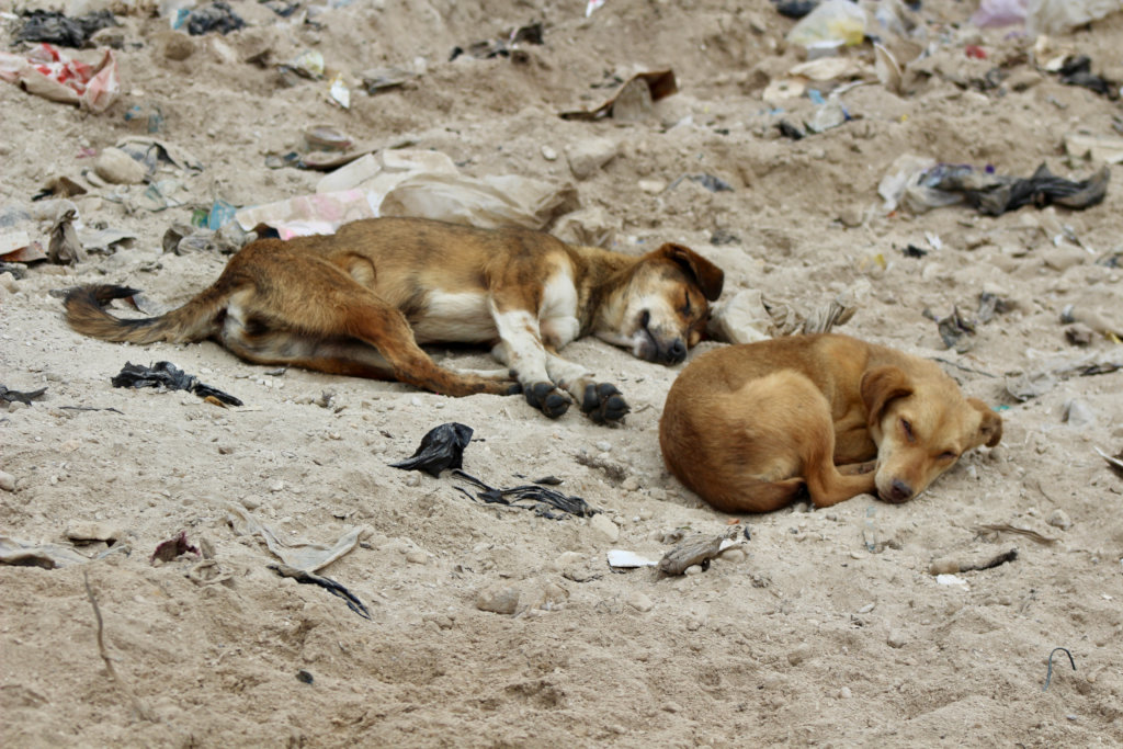 Brighter future for 275 dogs of Guatemalan dump