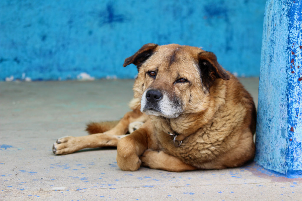 Brighter future for 275 dogs of Guatemalan dump
