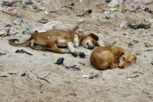 Hundreds of pets struggle to survive