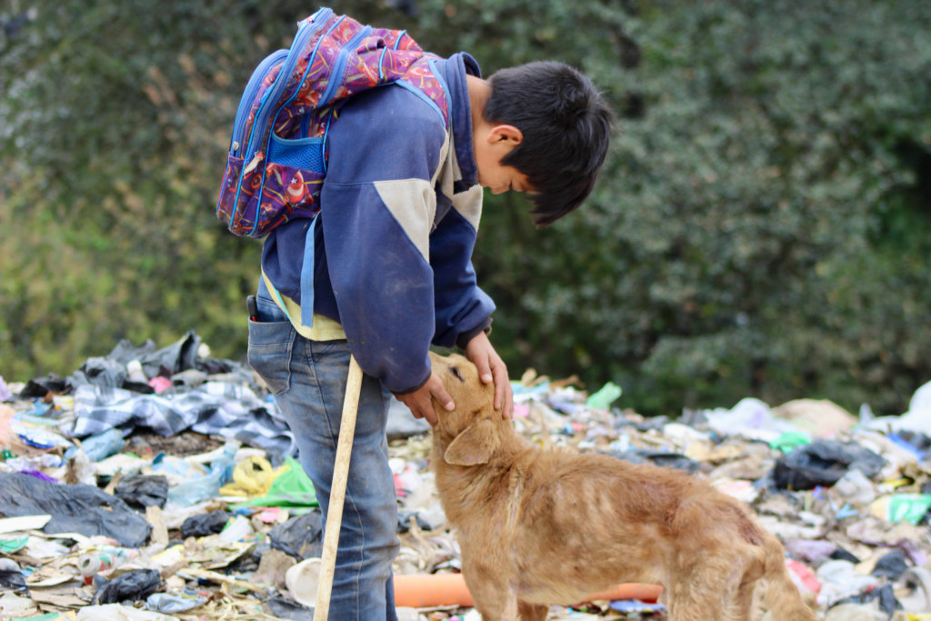 Brighter future for 275 dogs of Guatemalan dump
