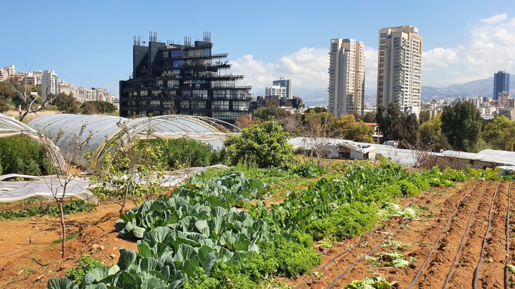 From the Rooftops! Urban Community Garden Program