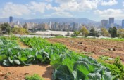 From the Rooftops! Urban Community Garden Program
