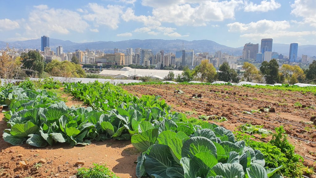 From the Rooftops! Urban Community Garden Program