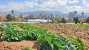 From the Rooftops! Urban Community Garden Program