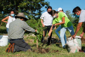 Tree planting in "Paseo Henequenes" in Merida