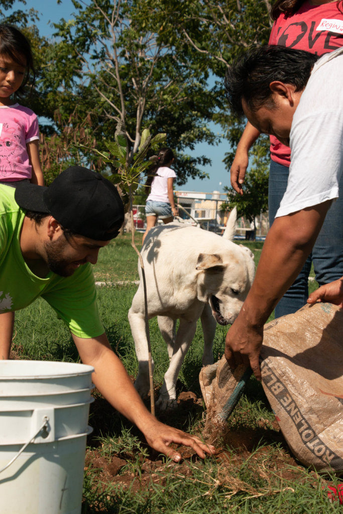 Support Foster to plant 4000 trees in Merida!