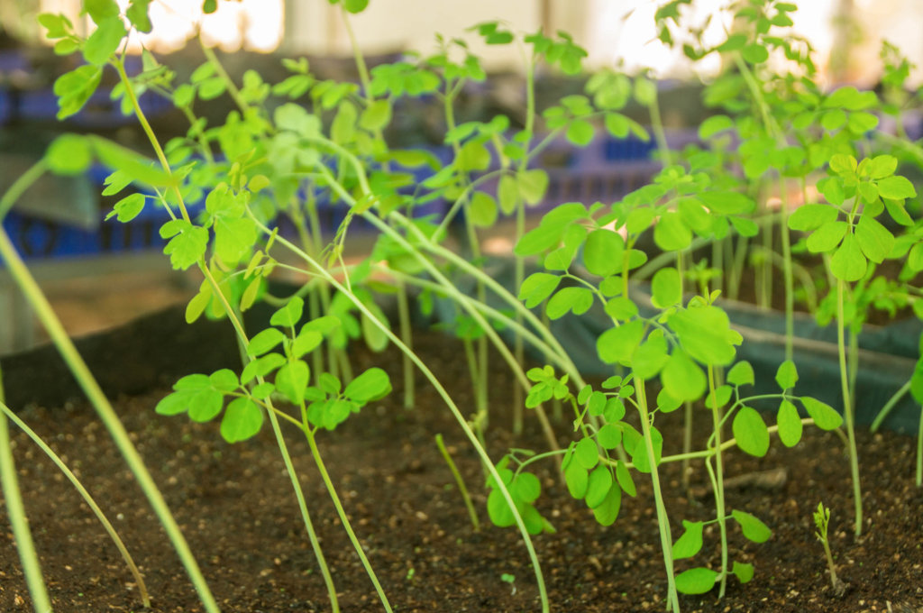 Support Foster to plant 4000 trees in Merida!