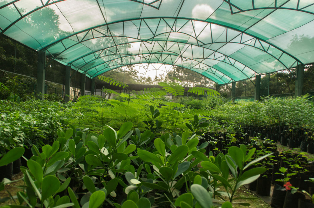 Support Foster to plant 4000 trees in Merida!