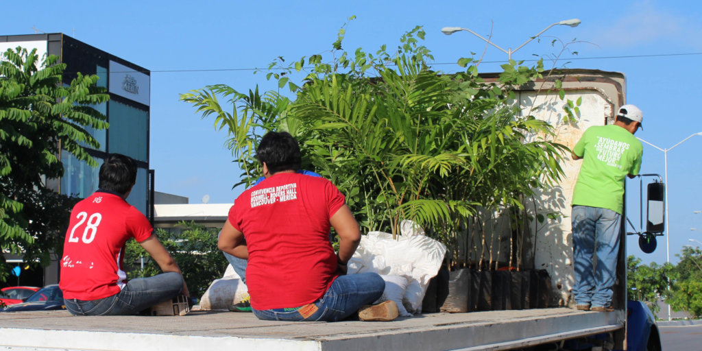 Support Foster to plant 4000 trees in Merida!