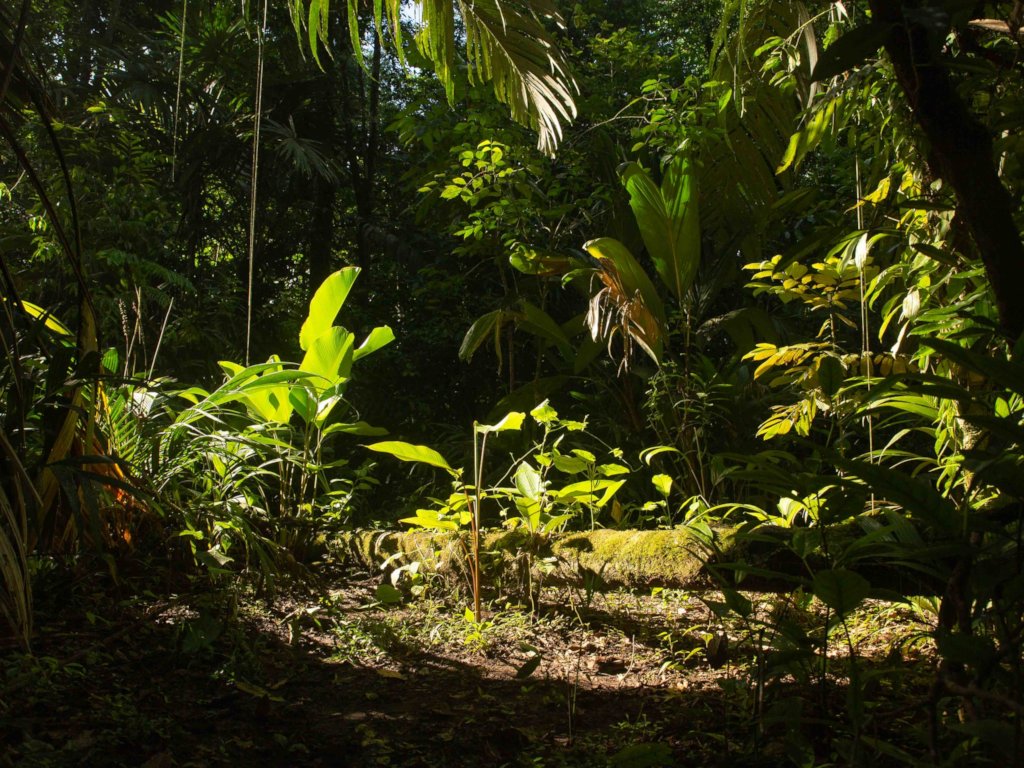 Help Tackle the Conservation and Climate Crisis