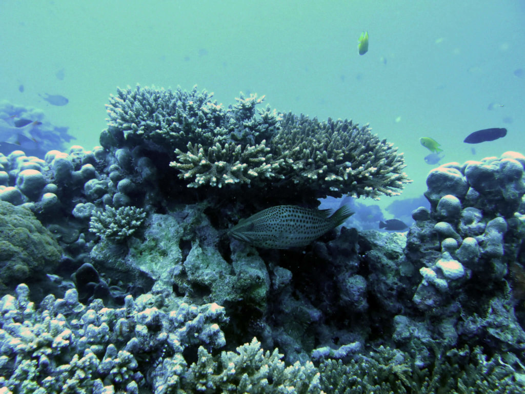 Help Tackle the Conservation and Climate Crisis