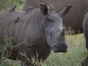 White Rhino