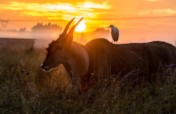 Help Tackle the Conservation and Climate Crisis