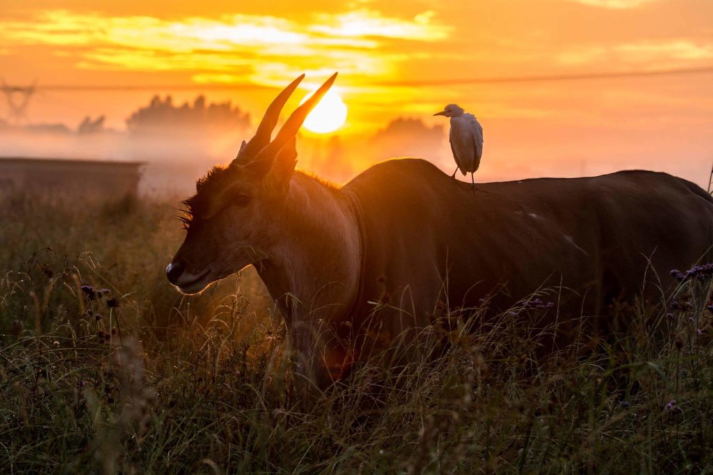 Help Tackle the Conservation and Climate Crisis