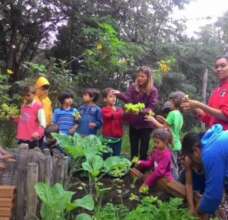 Vegetable Garden