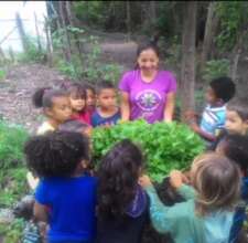 Vegetable garden