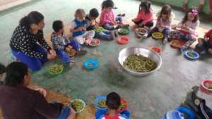 harvesting beans at school