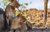 Protect lions in Namibia from retaliatory killings