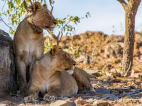 Protect lions in Namibia from retaliatory killings