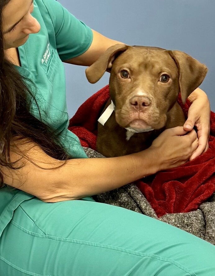 Keep 250 Pets Out of Shelters