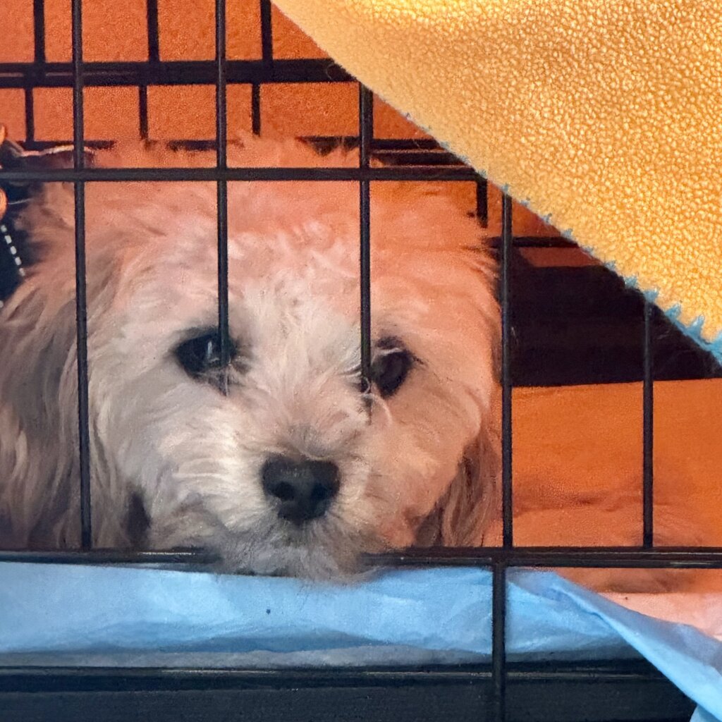 Keep 250 Pets Out of Shelters