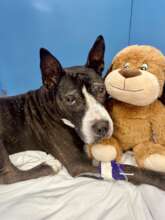Roxy in post-op recovery