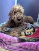Simba Recovering After Life-Saving Surgery