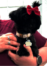 Two-year-old Skylee is home where she belongs