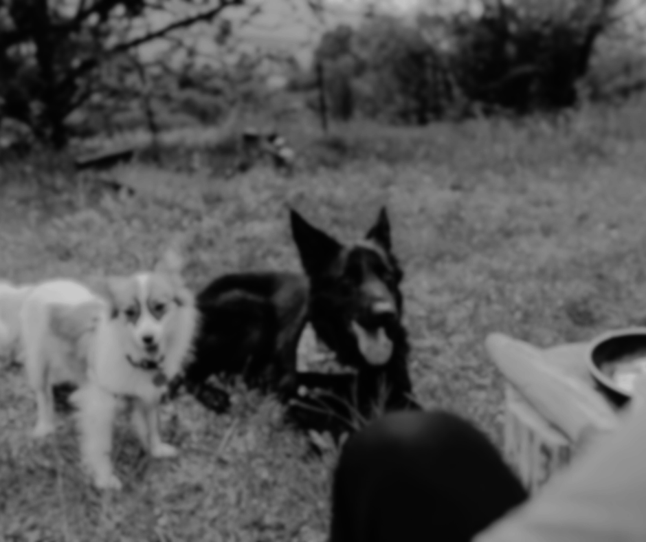 Keep 250 Pets Out of Shelters