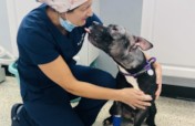 Keep 250 Pets Out of Shelters