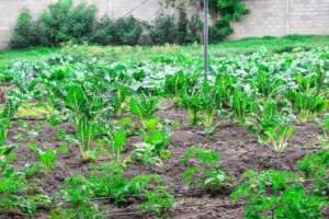 MTTI's  expanded Kitchen garden