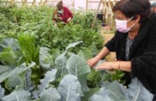 Provide sustainable greenhouses to feed families