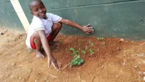 One of our girls planted a small shamba (garden)